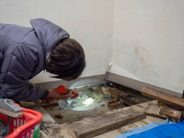 Professional Mold Removal in Matteson, IL
